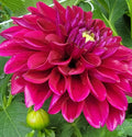 CAMANO PHANTOM
