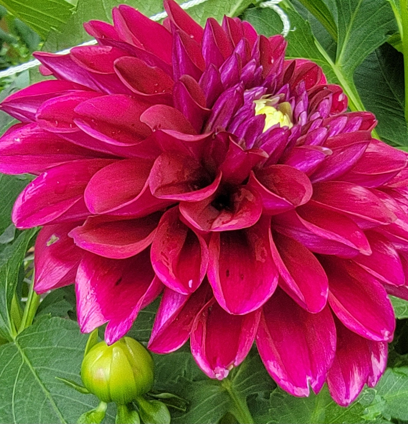CAMANO PHANTOM