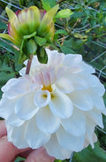 Irish Ruffles