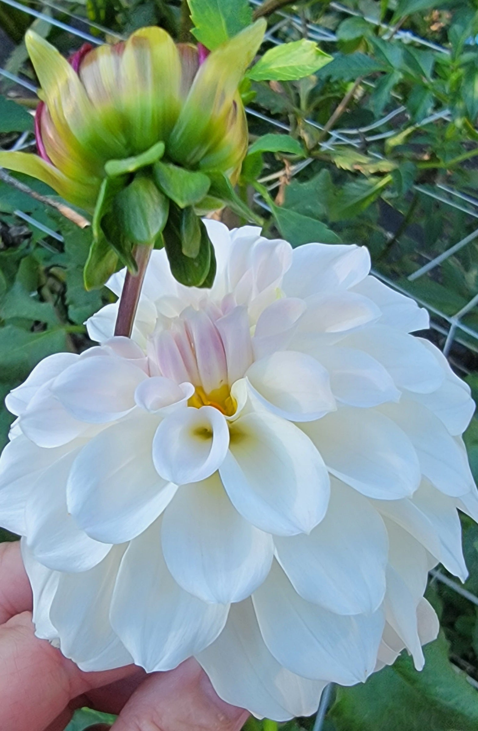 Irish Ruffles