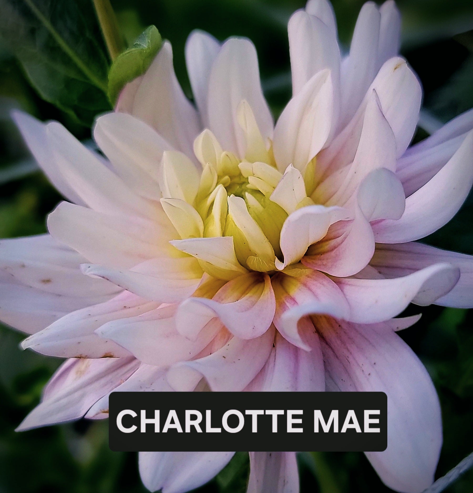 CHARLOTTE MAE