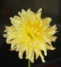 WB’S CHIFFON GLOW