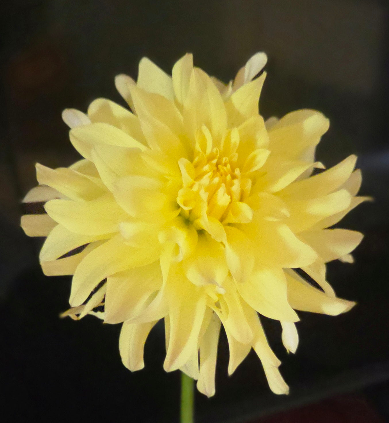 WB’S CHIFFON GLOW