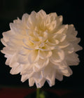 FROSTCREEK MOONGLOW