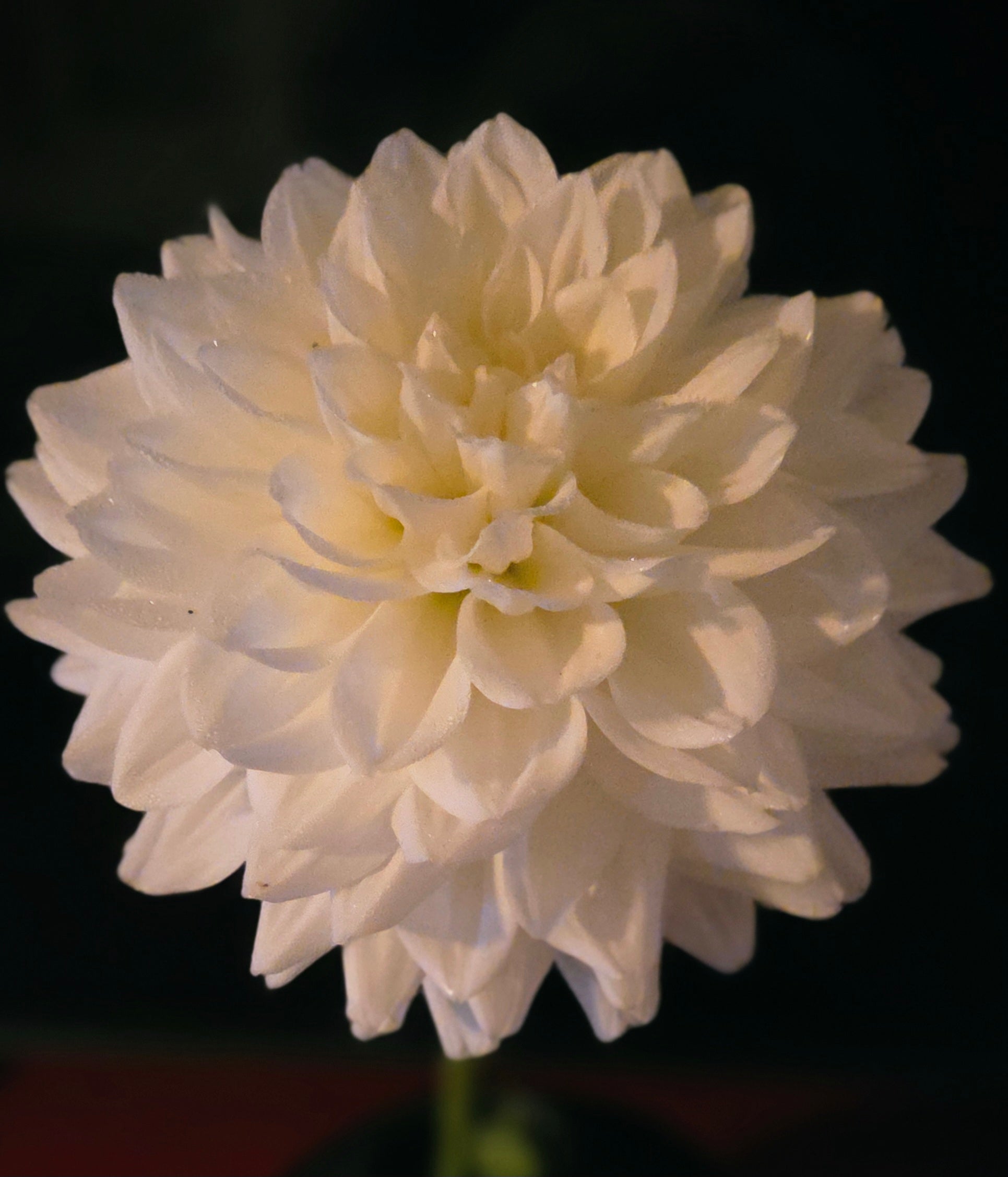 FROSTCREEK MOONGLOW
