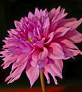 BLOOMQUIST EUPHORIC
