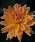 EAGLE’S CORAL BASKIN