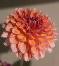RIVER’S CREAMSICLE