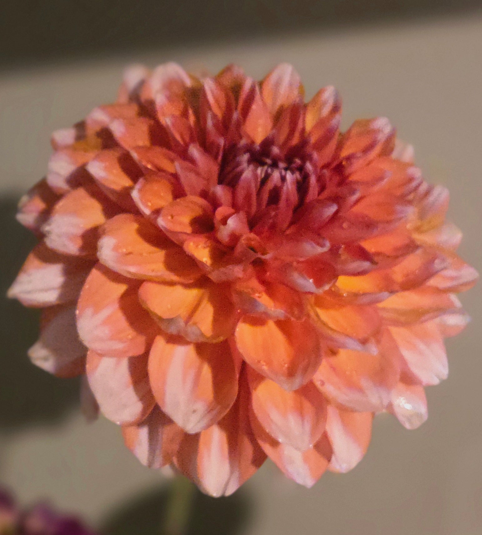 RIVER’S CREAMSICLE