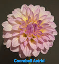 Coorabell Astrid