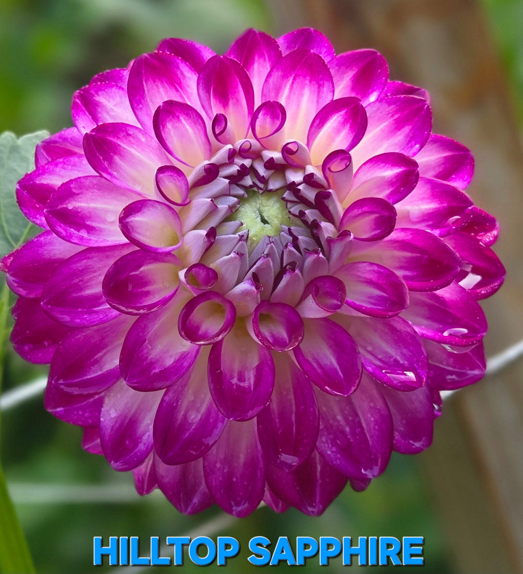 Hilltop Sapphire