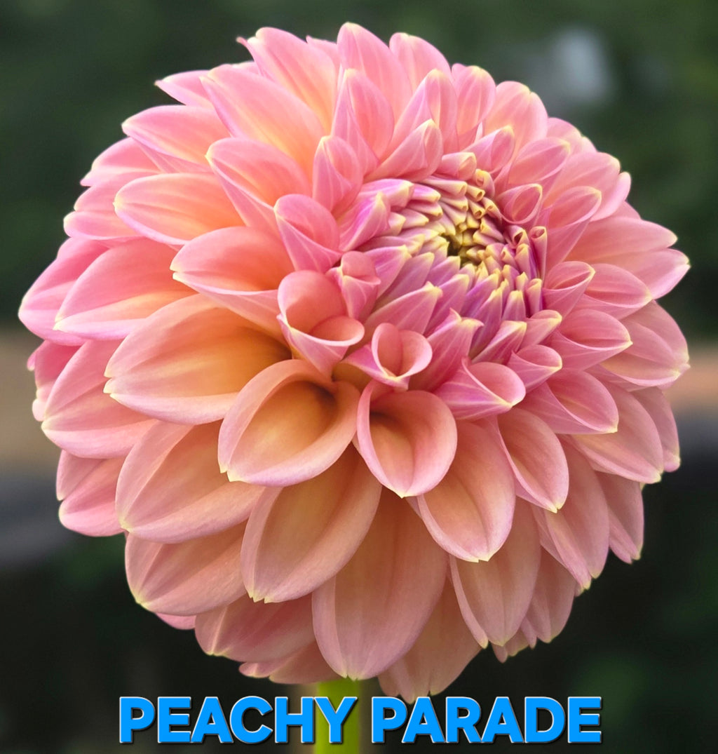 Peachy Parade