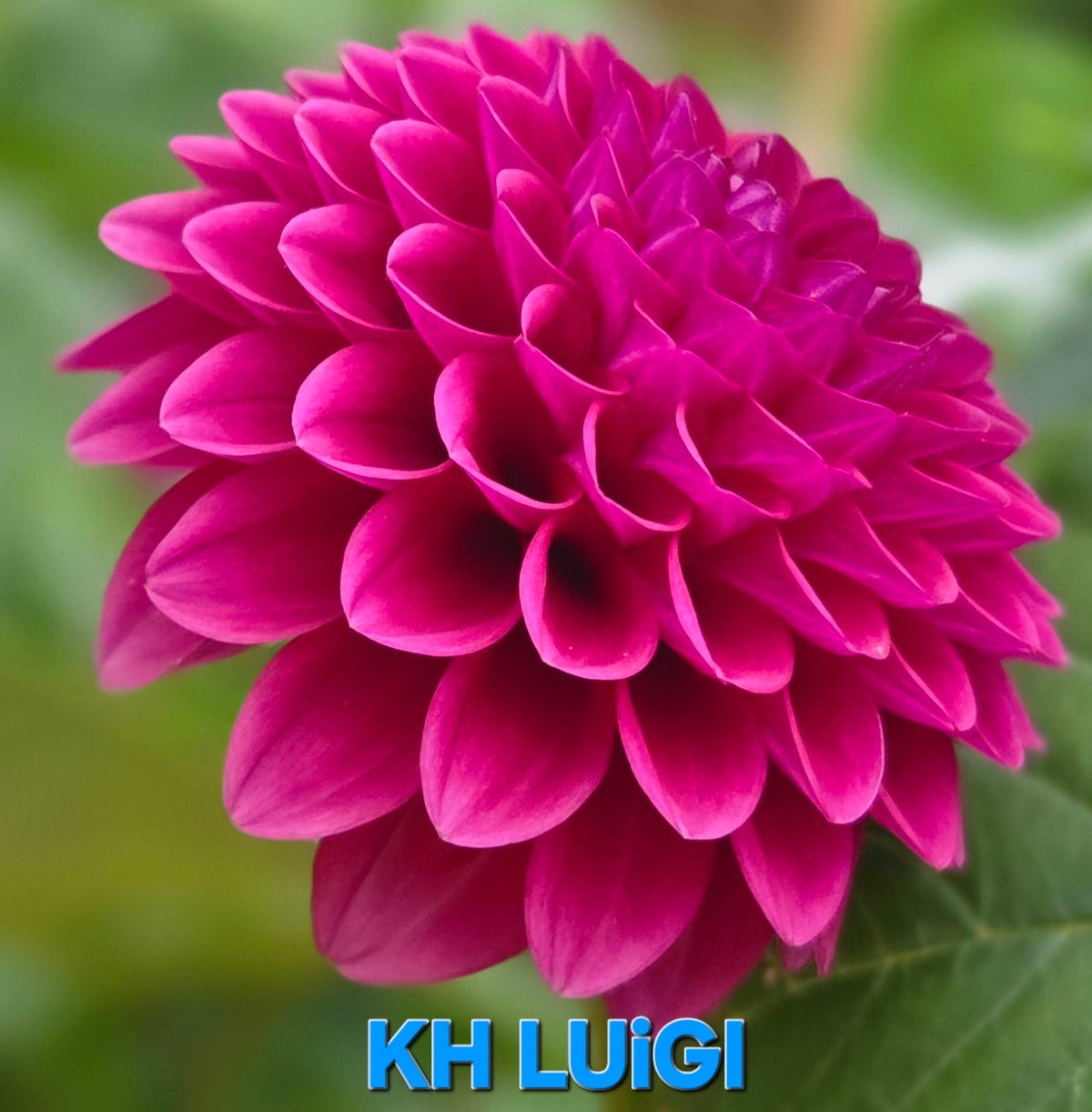 Kennedy Hill Luigi