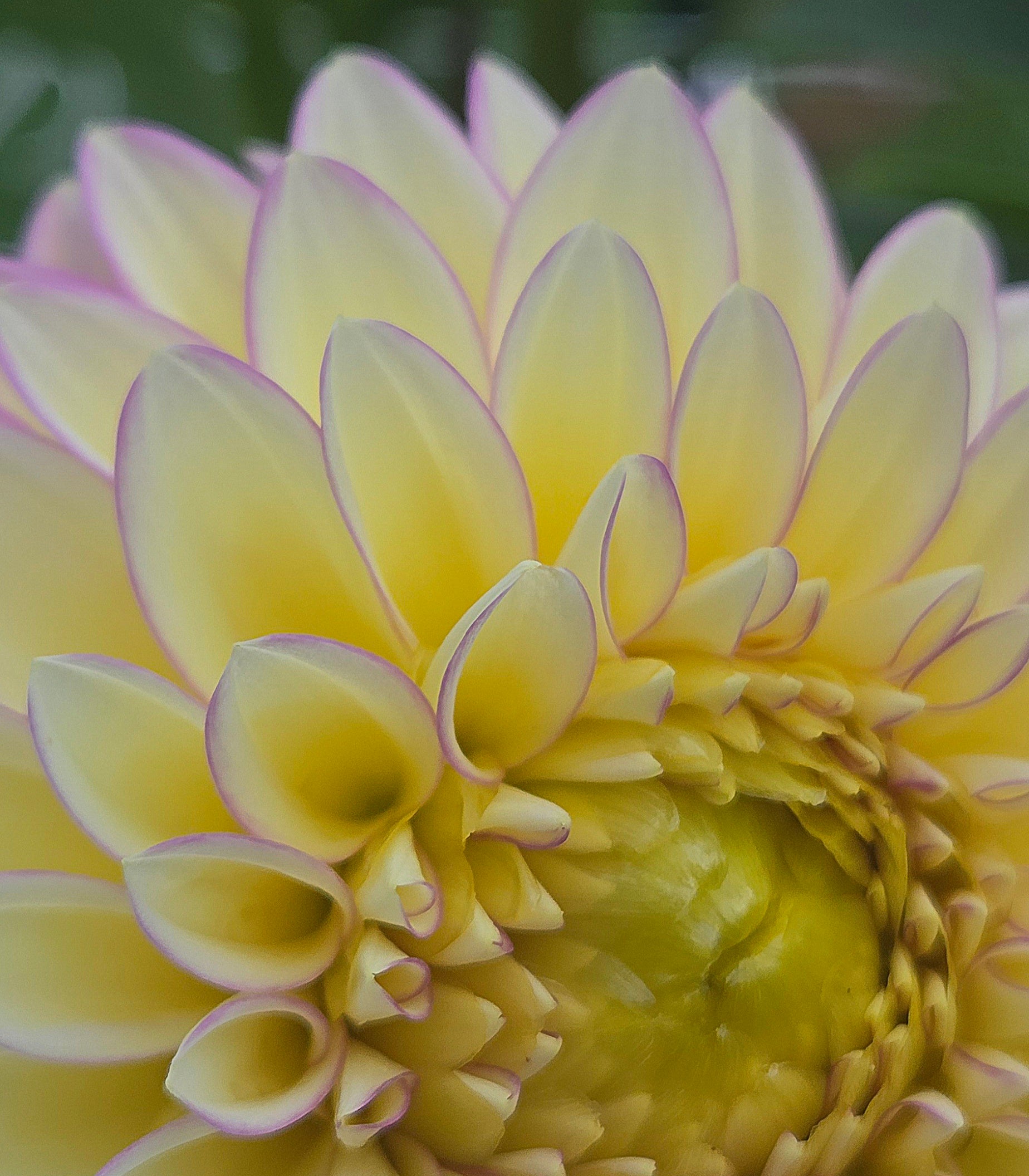 Bloomquist Blush