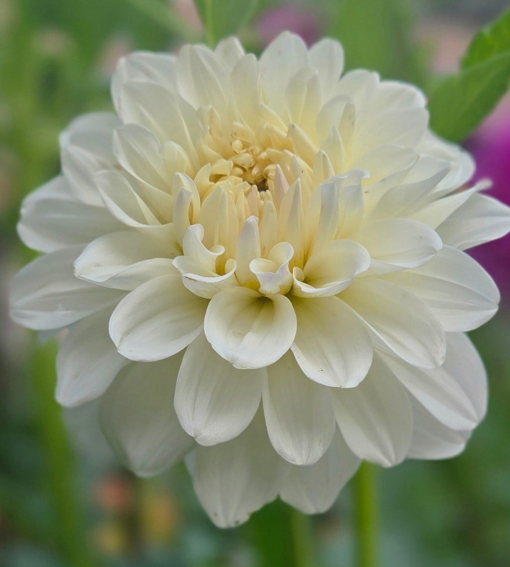 Alva's White