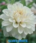 Alva's White