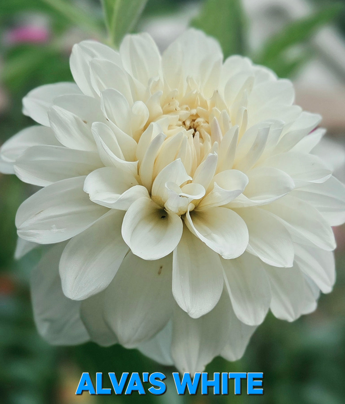Alva's White
