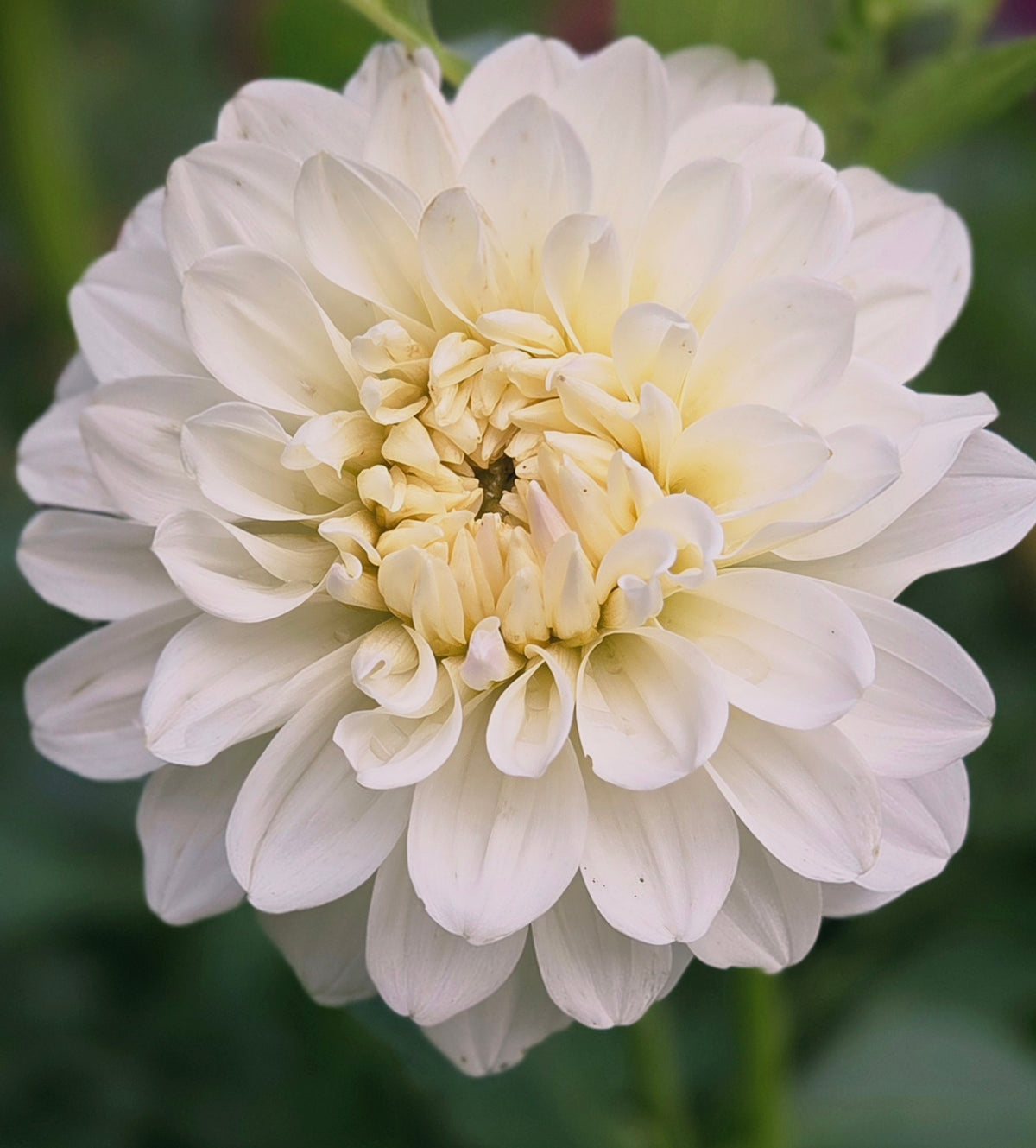 Alva's White