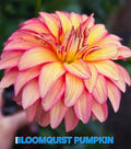 Bloomquist Pumpkin