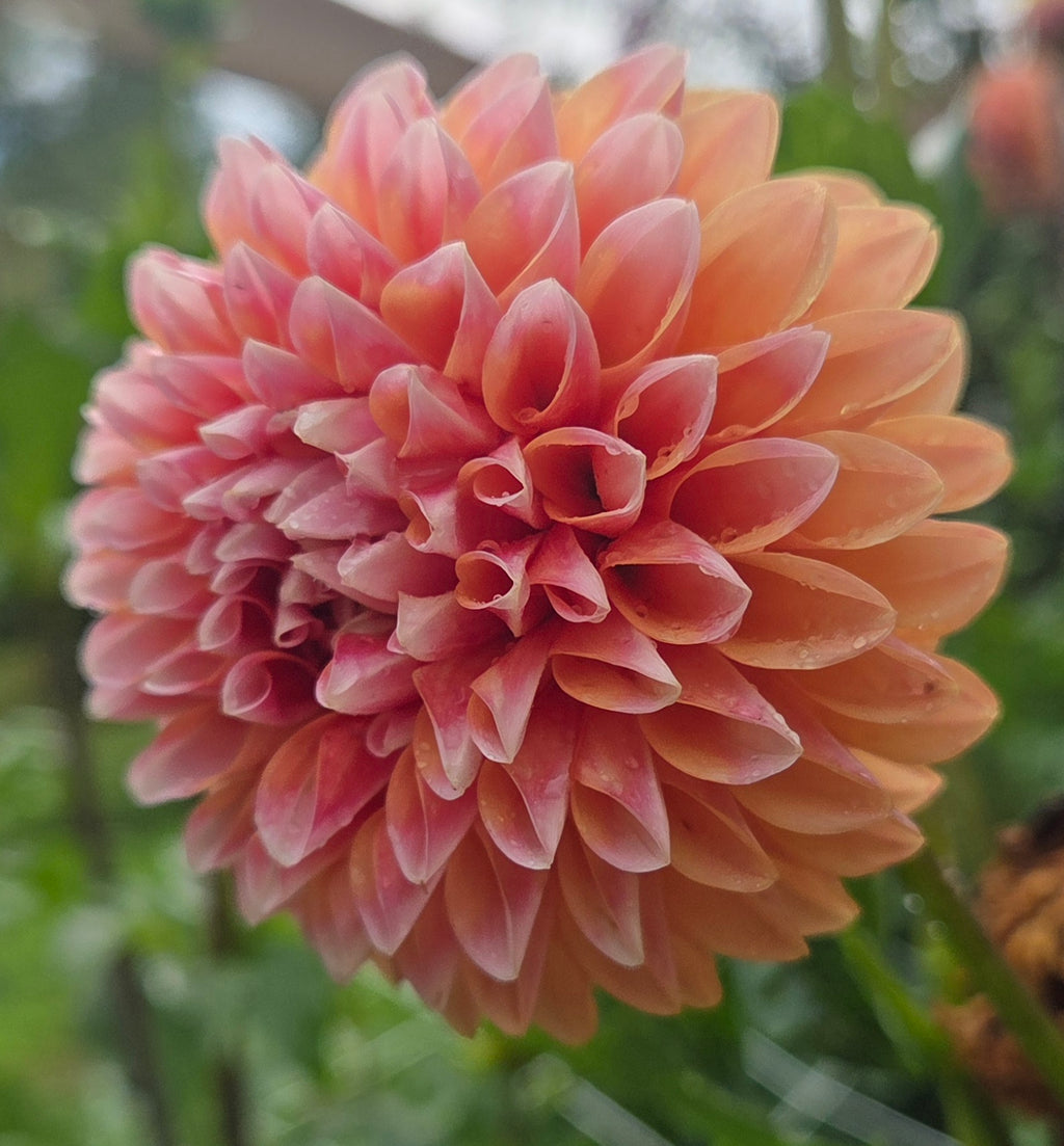 Bell's Sienna Rose
