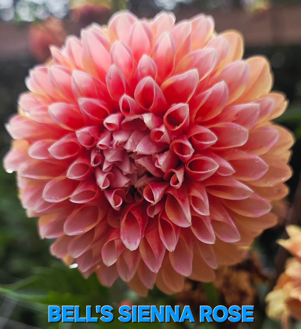 Bell's Sienna Rose
