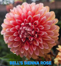 Bell's Sienna Rose