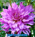 CMF Duchess