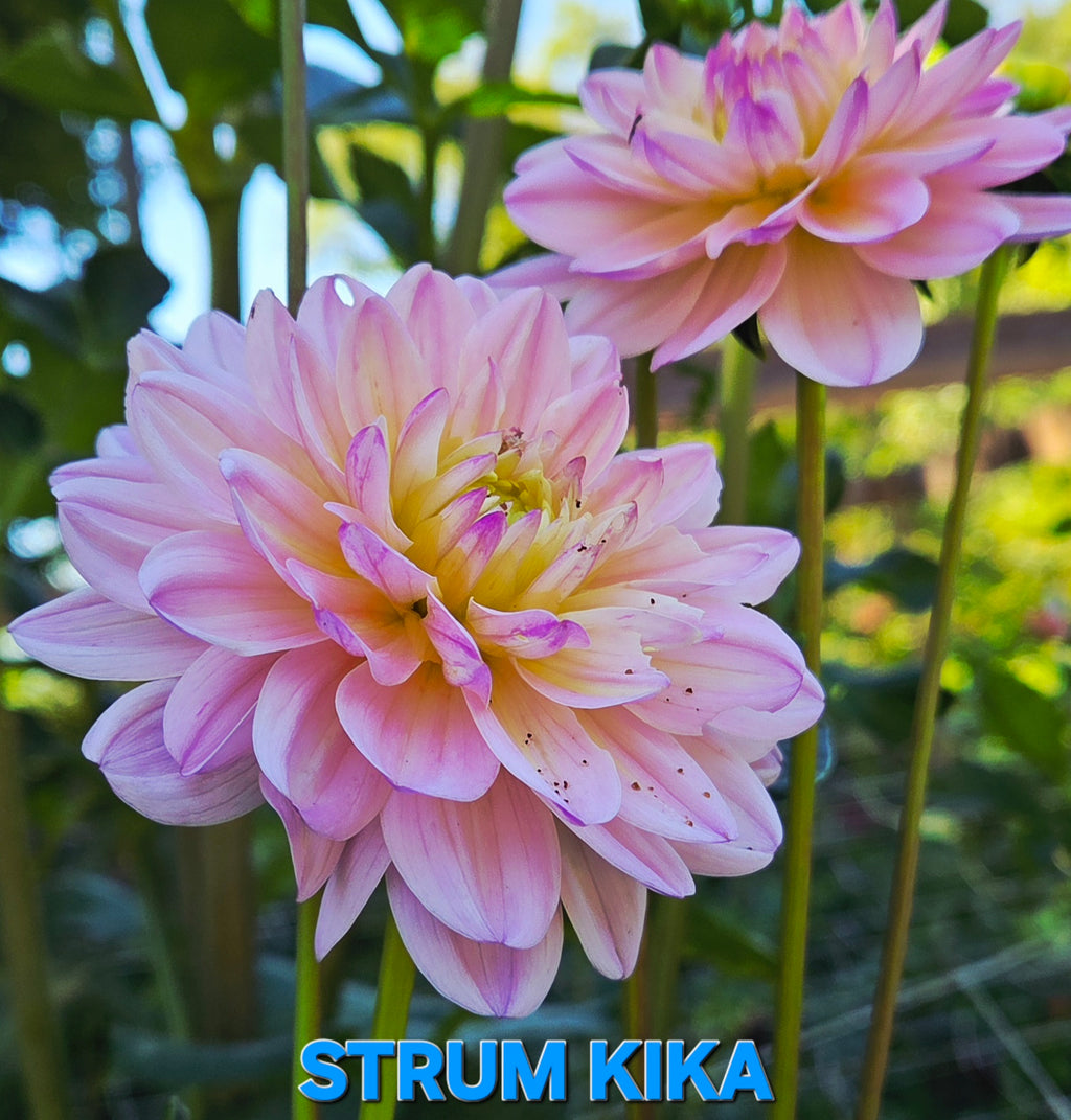 Strum Kika
