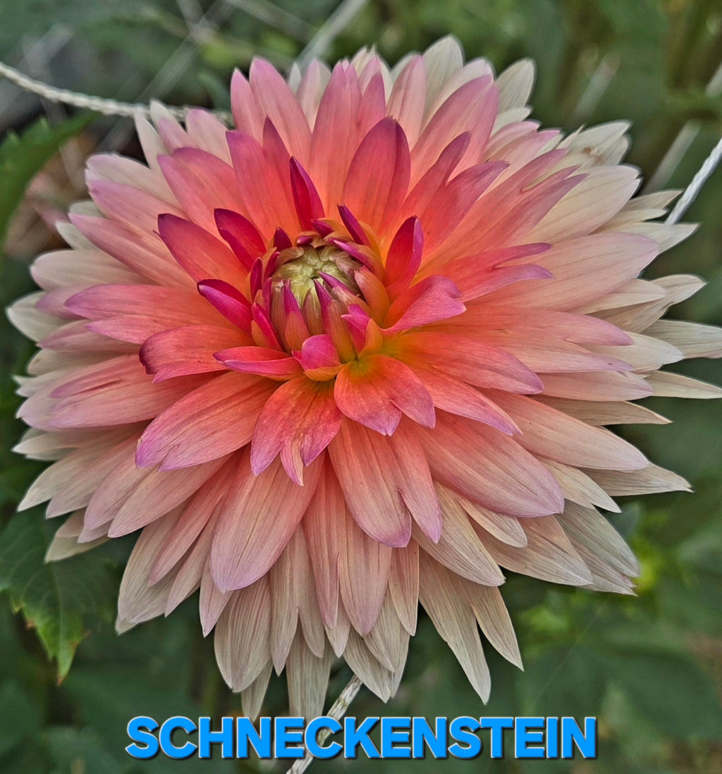 Schneckenstein