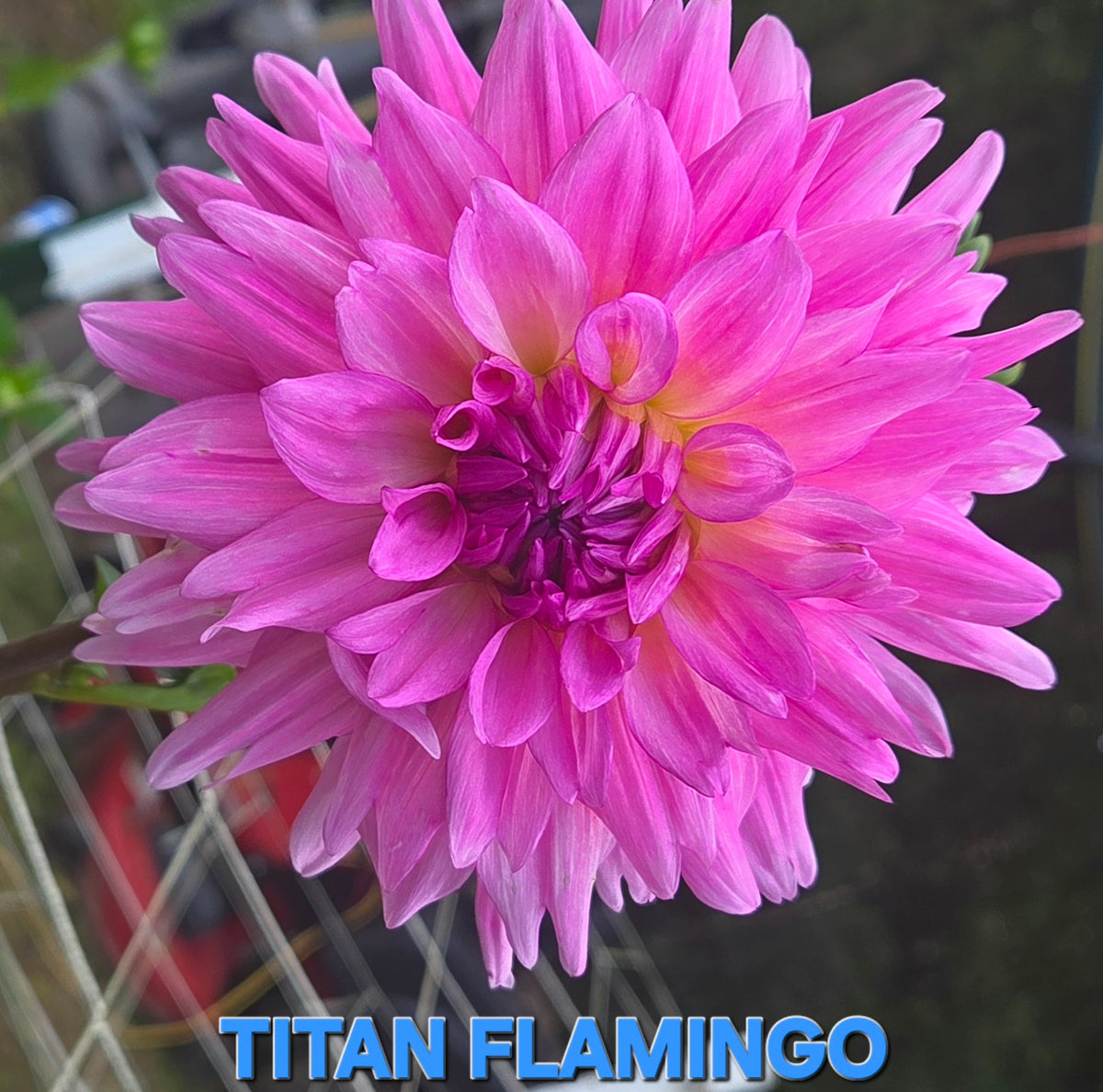 Titan Flamingo