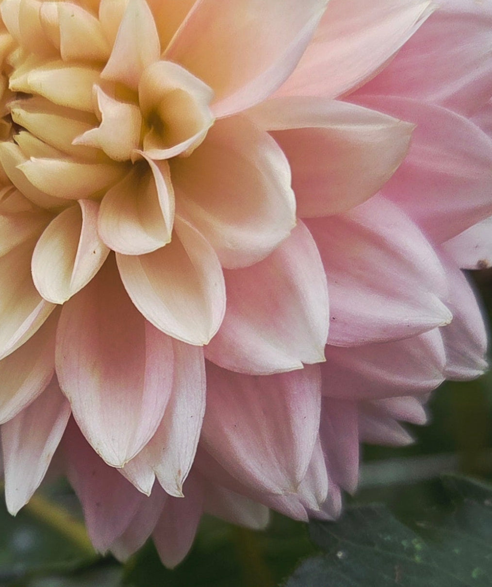 LEE’S ROSALYNN
