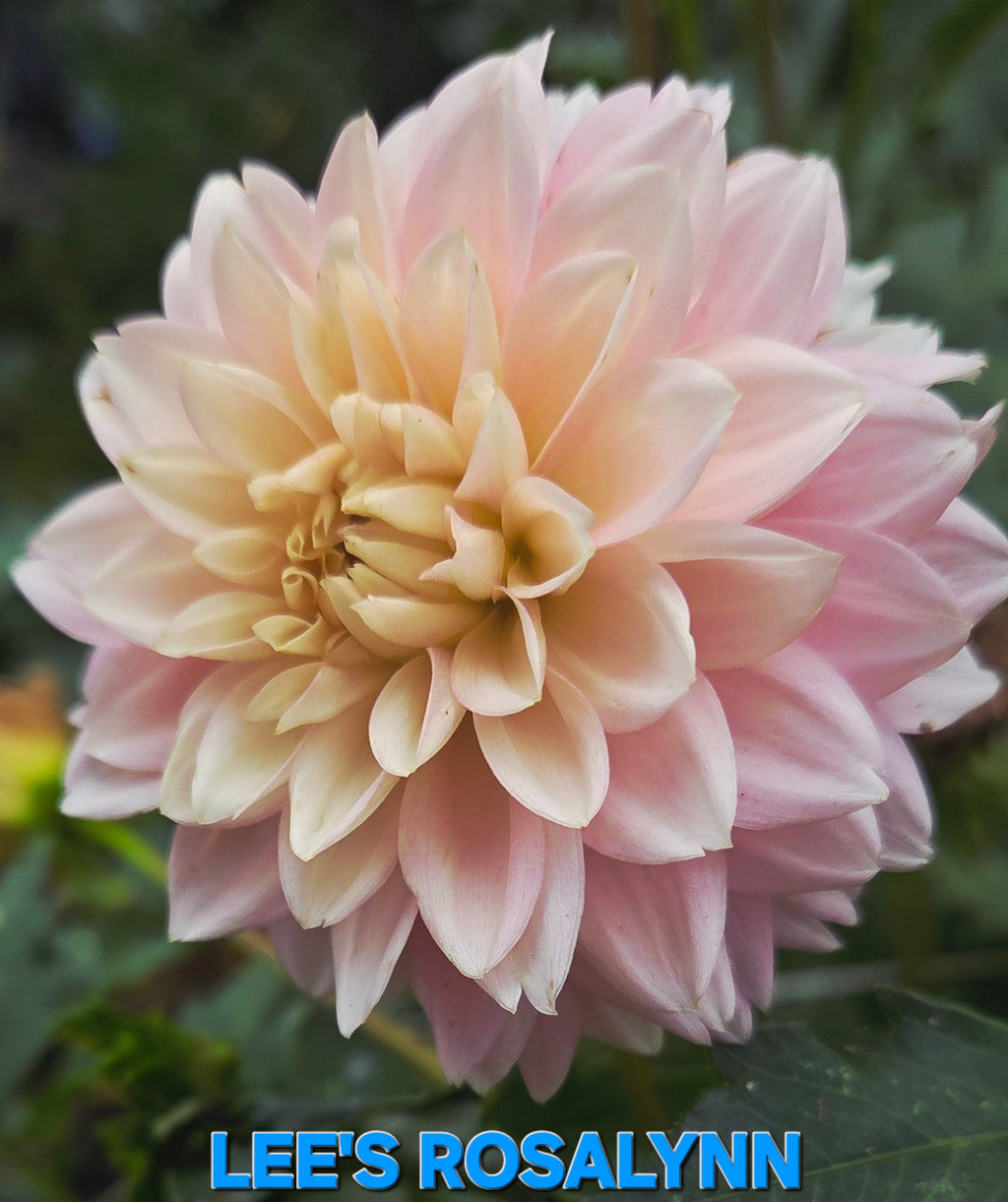 LEE’S ROSALYNN