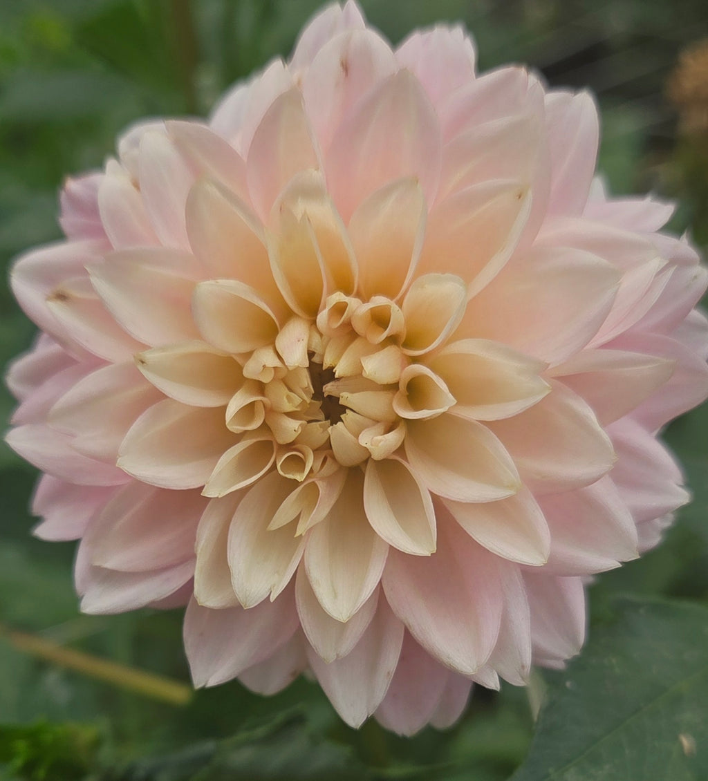 LEE’S ROSALYNN