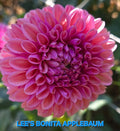 Lee's Bonita Applebaum