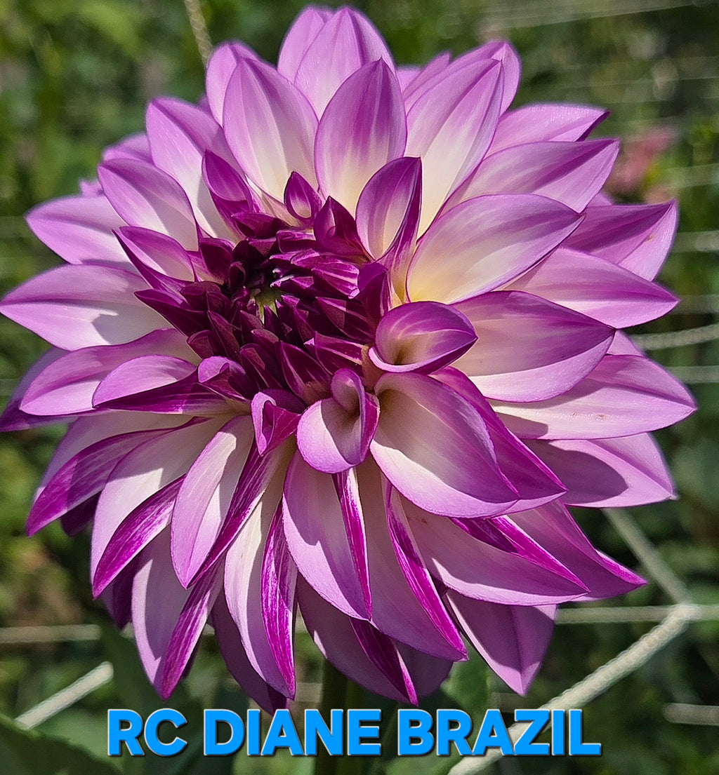RC Diane Brazil