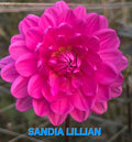 Sandia Lillian
