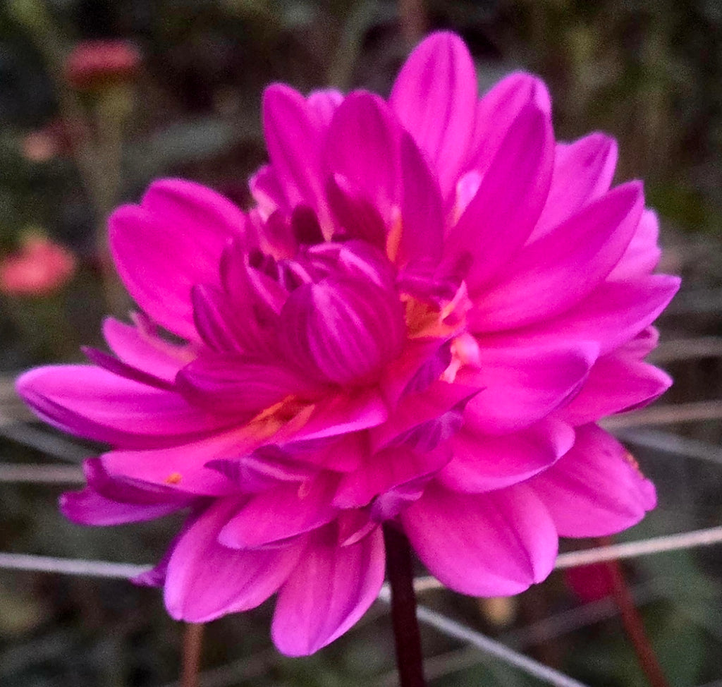 Sandia Lillian