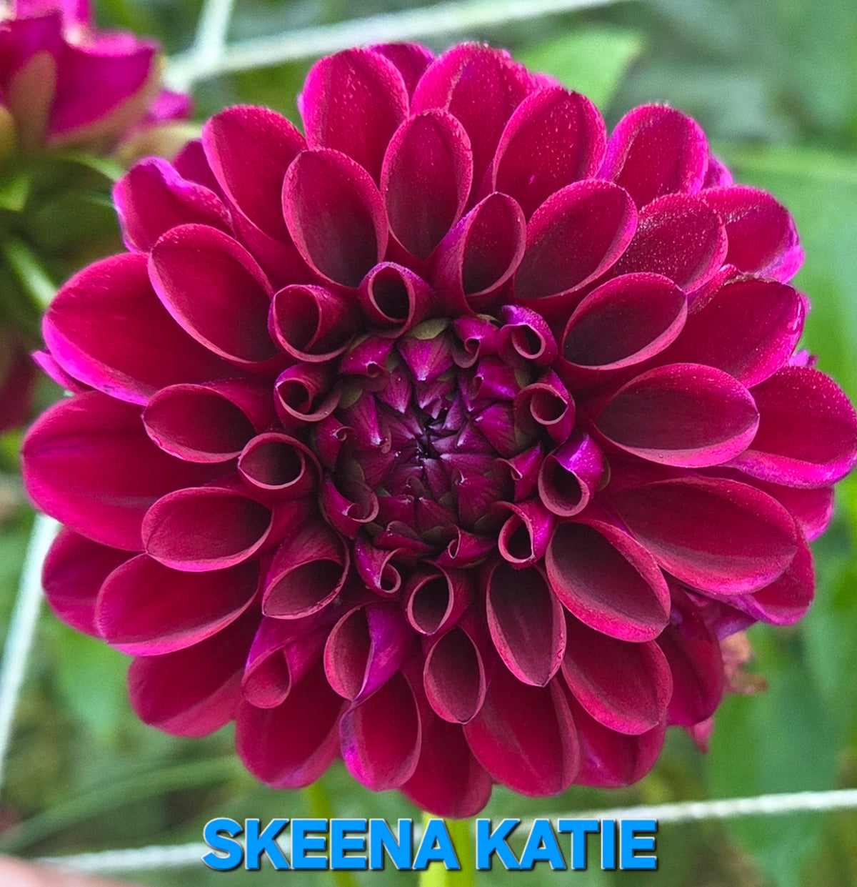 Skeena Katie