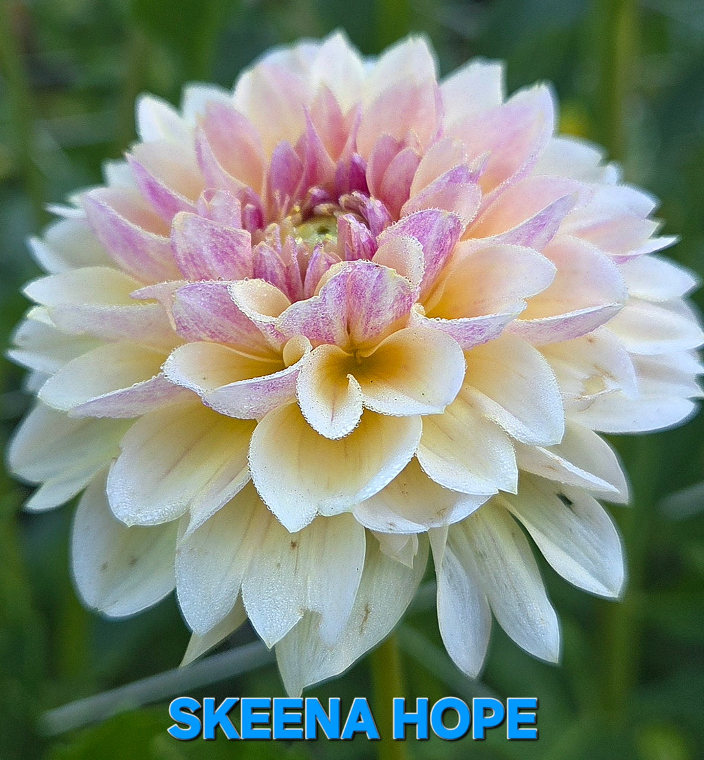 Skeena Hope