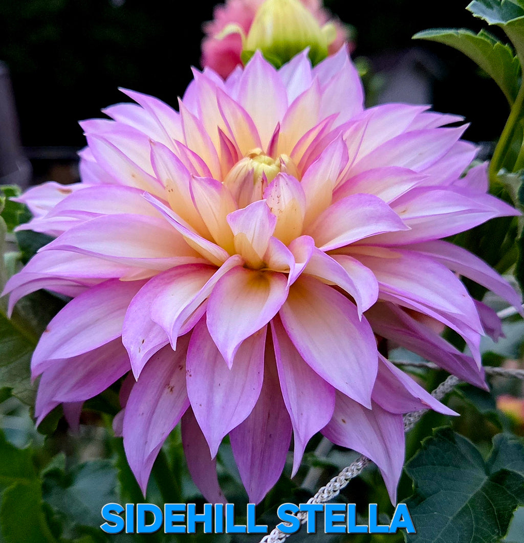 Sidehill Stella