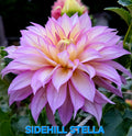 Sidehill Stella