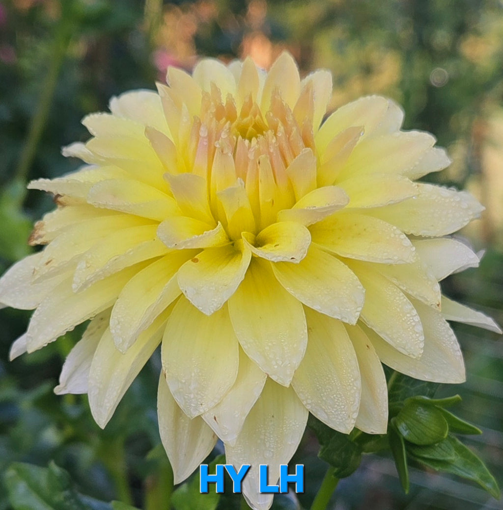 HY LH