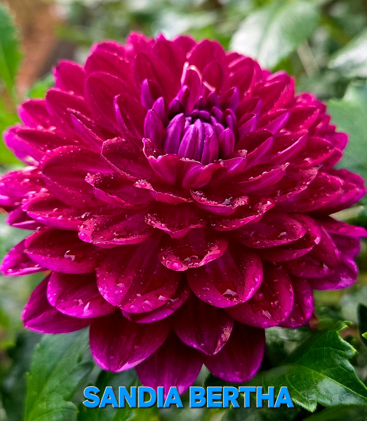 SANDIA BERTHA