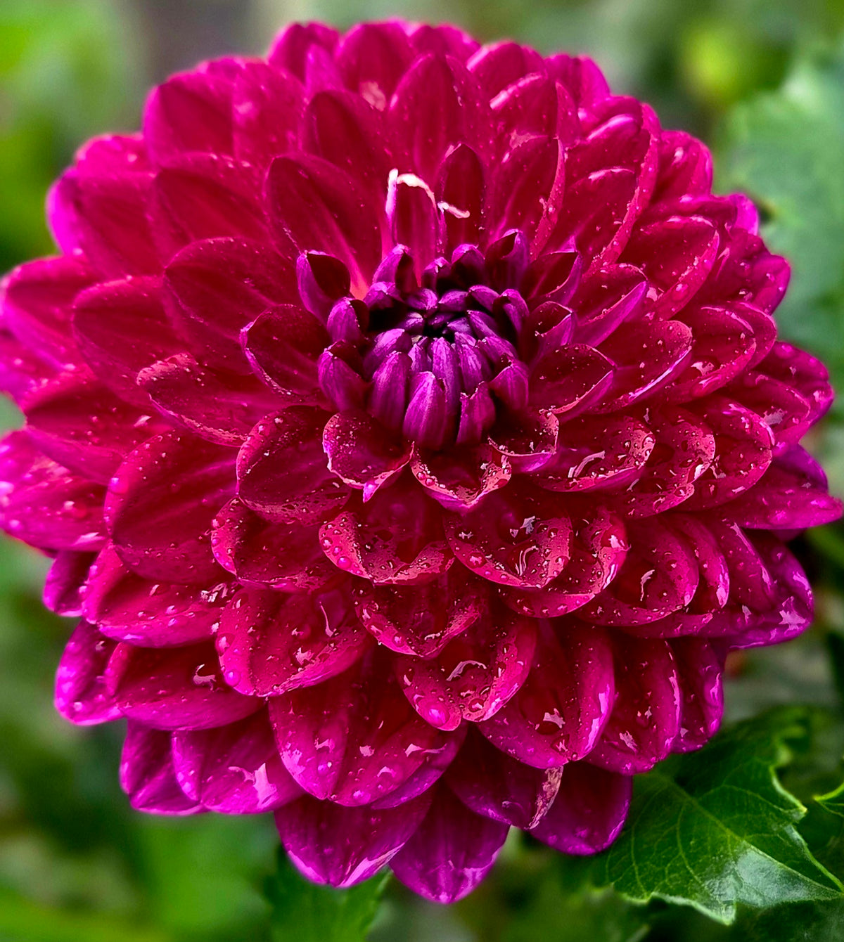 SANDIA BERTHA