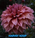 Harvey Koop