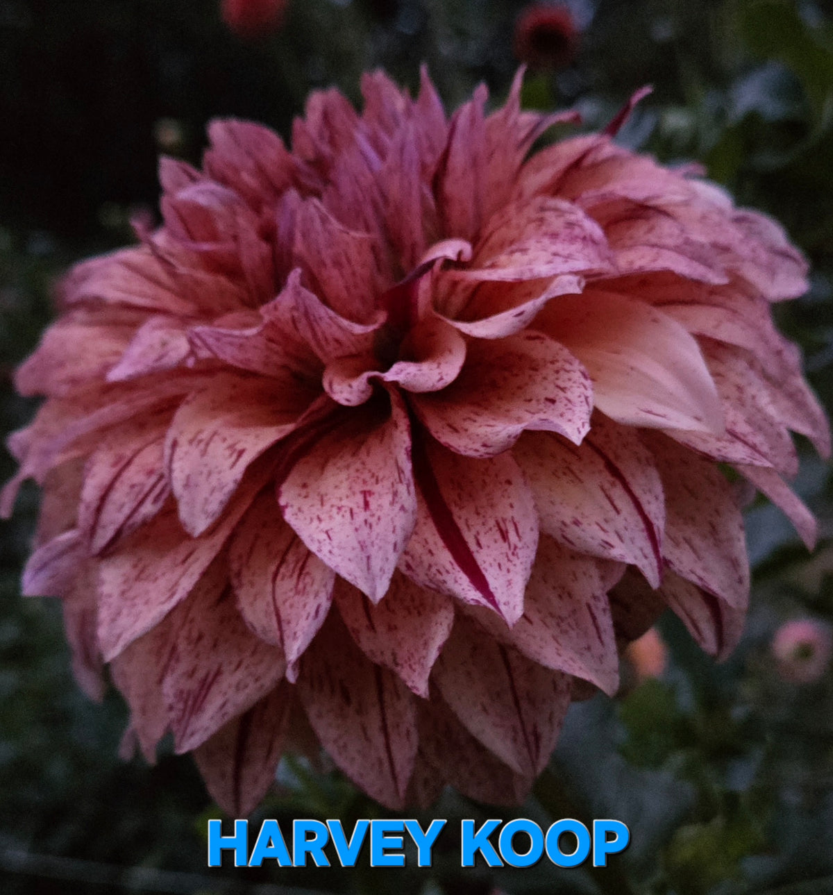 Harvey Koop