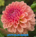 Levi's Blue Smoke