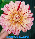 Newaukum Klumper