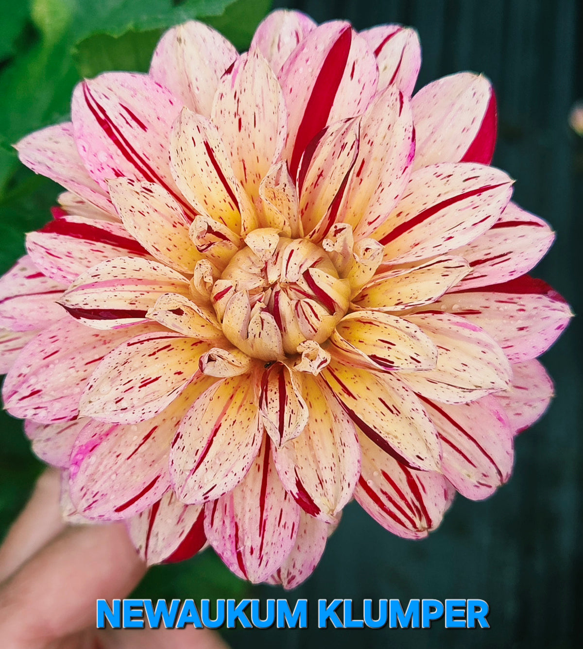 Newaukum Klumper