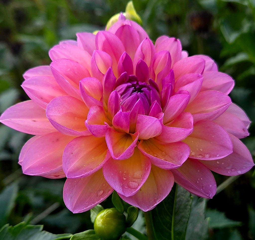 Sandia Rose